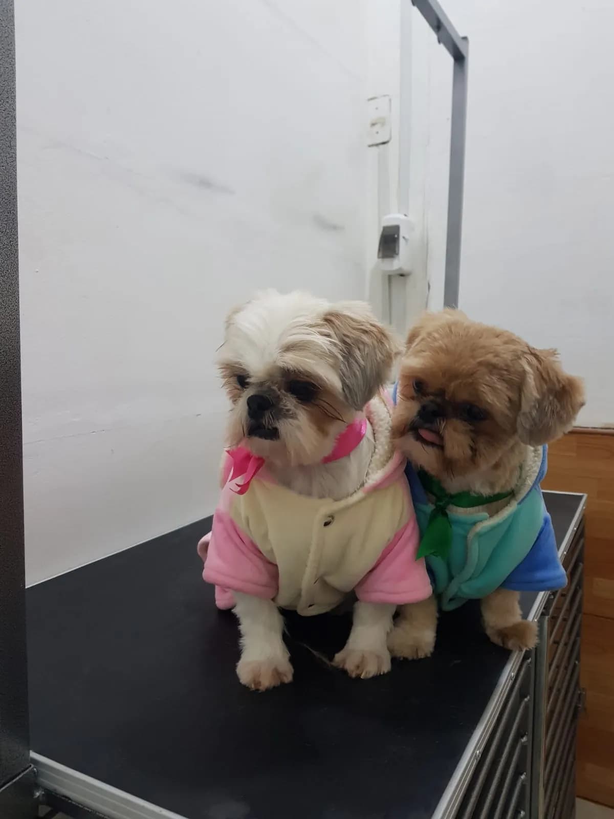 VETERINARIA ARES
