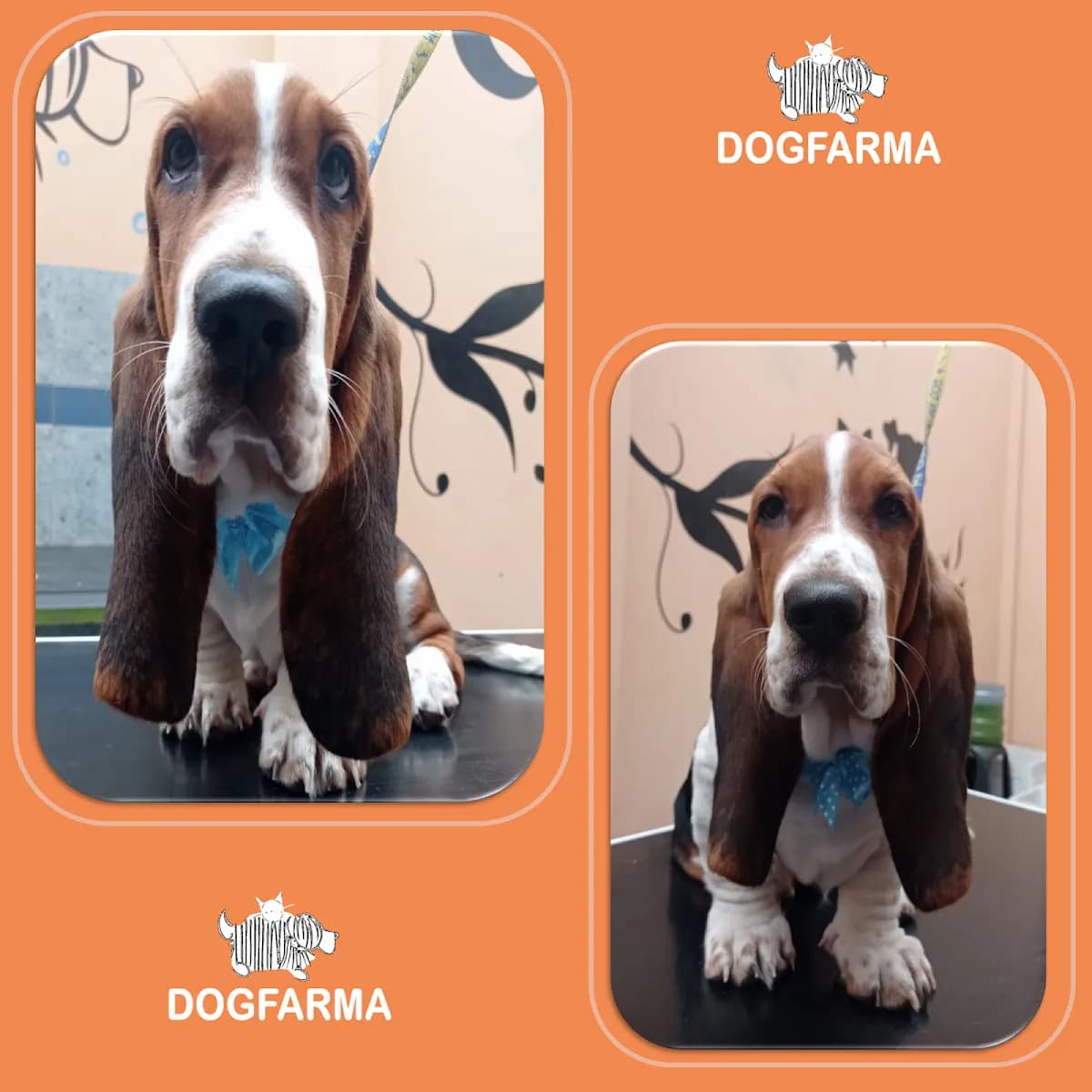 Veterinaria DogFarma
