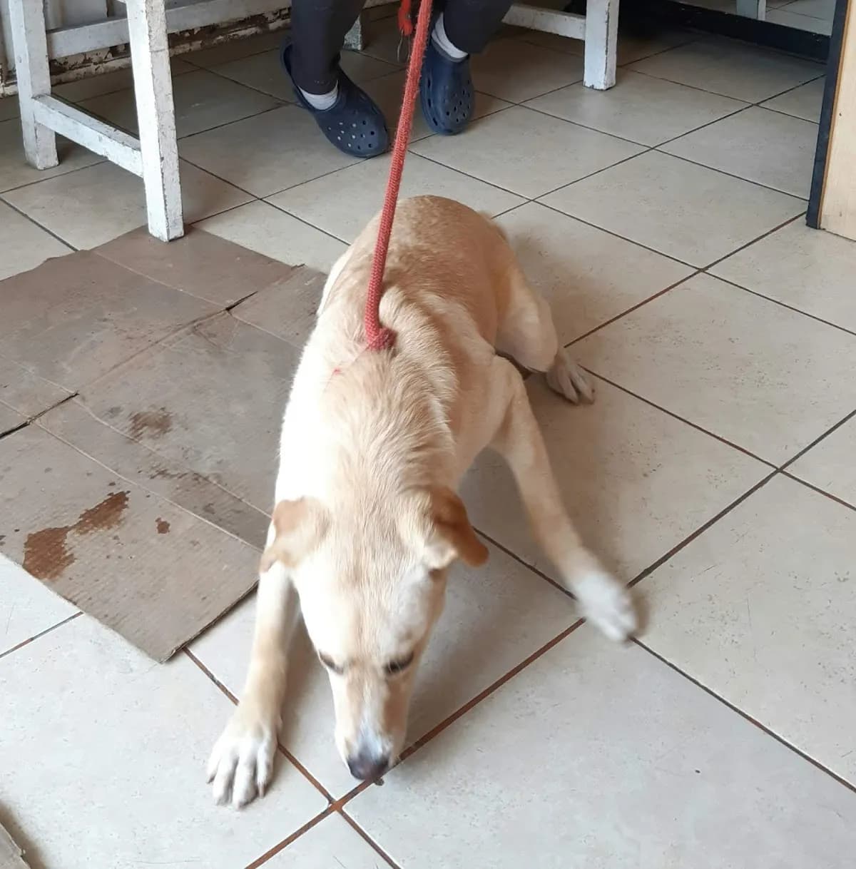 Veterinaria San Juan