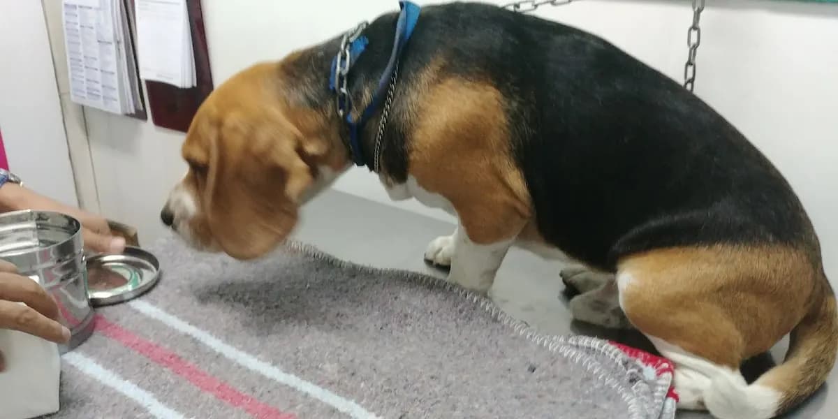 Veterinaria Fido's Vet