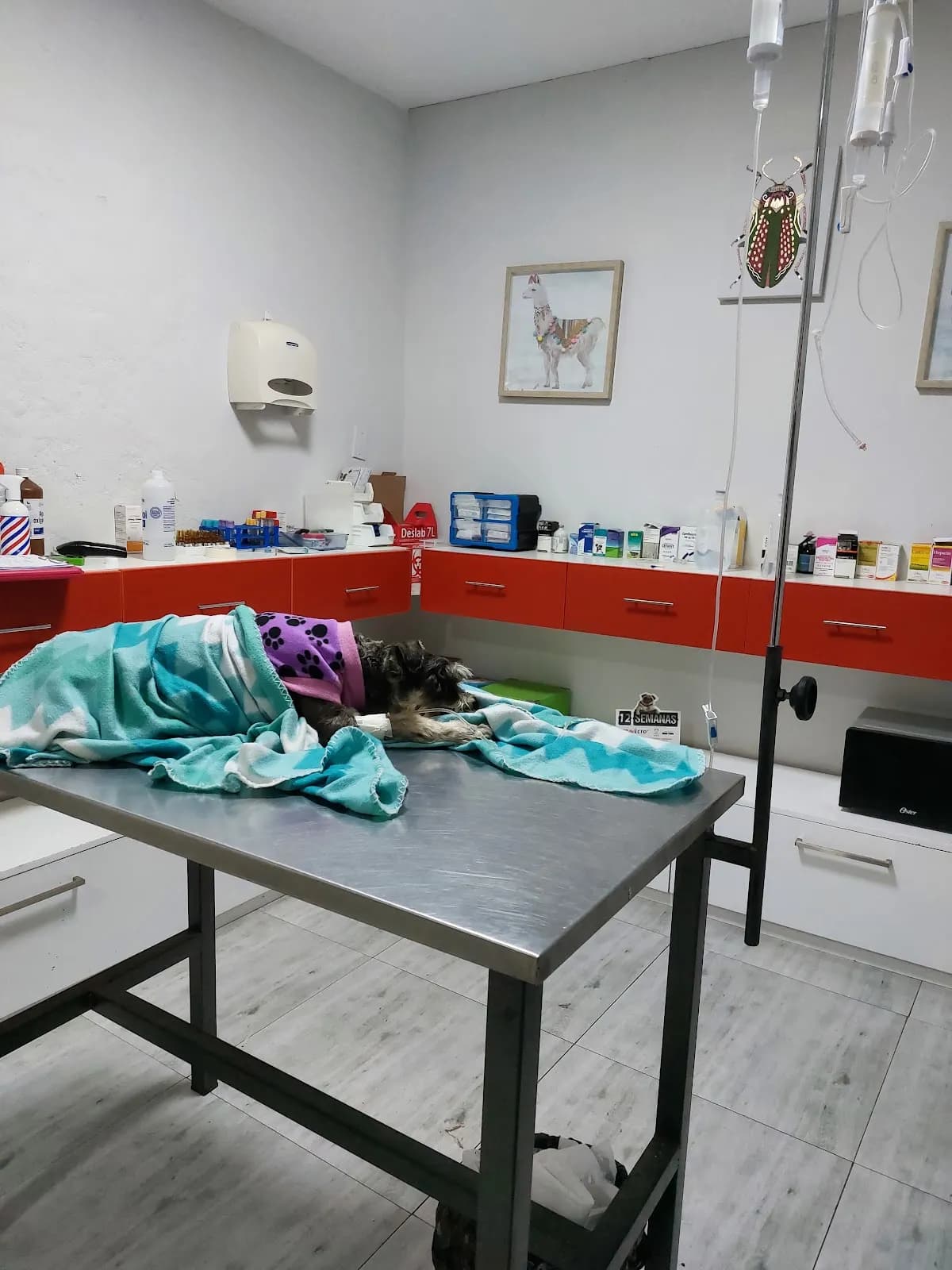 Veterinaria Kenna