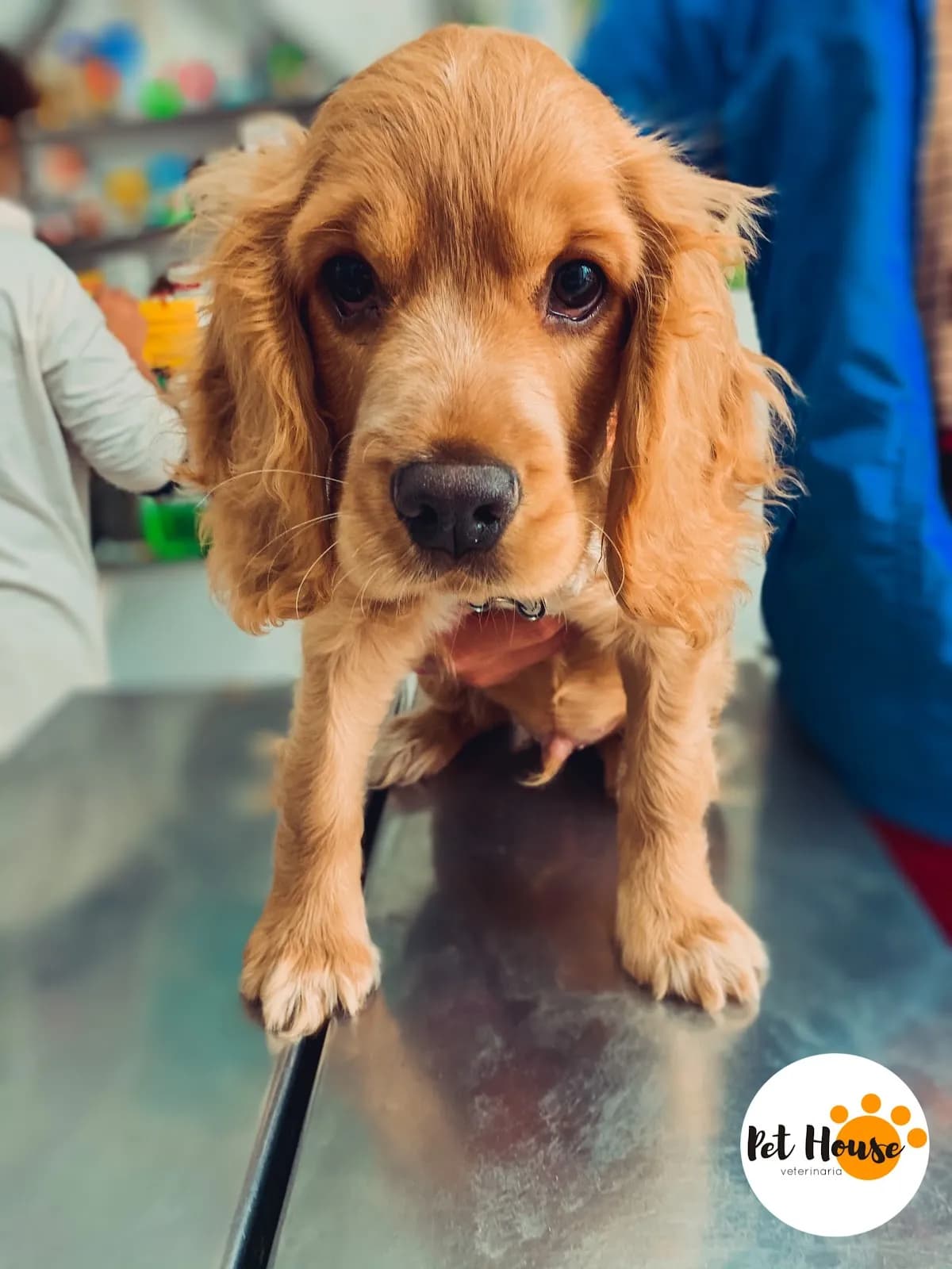 Pet House Veterinaria