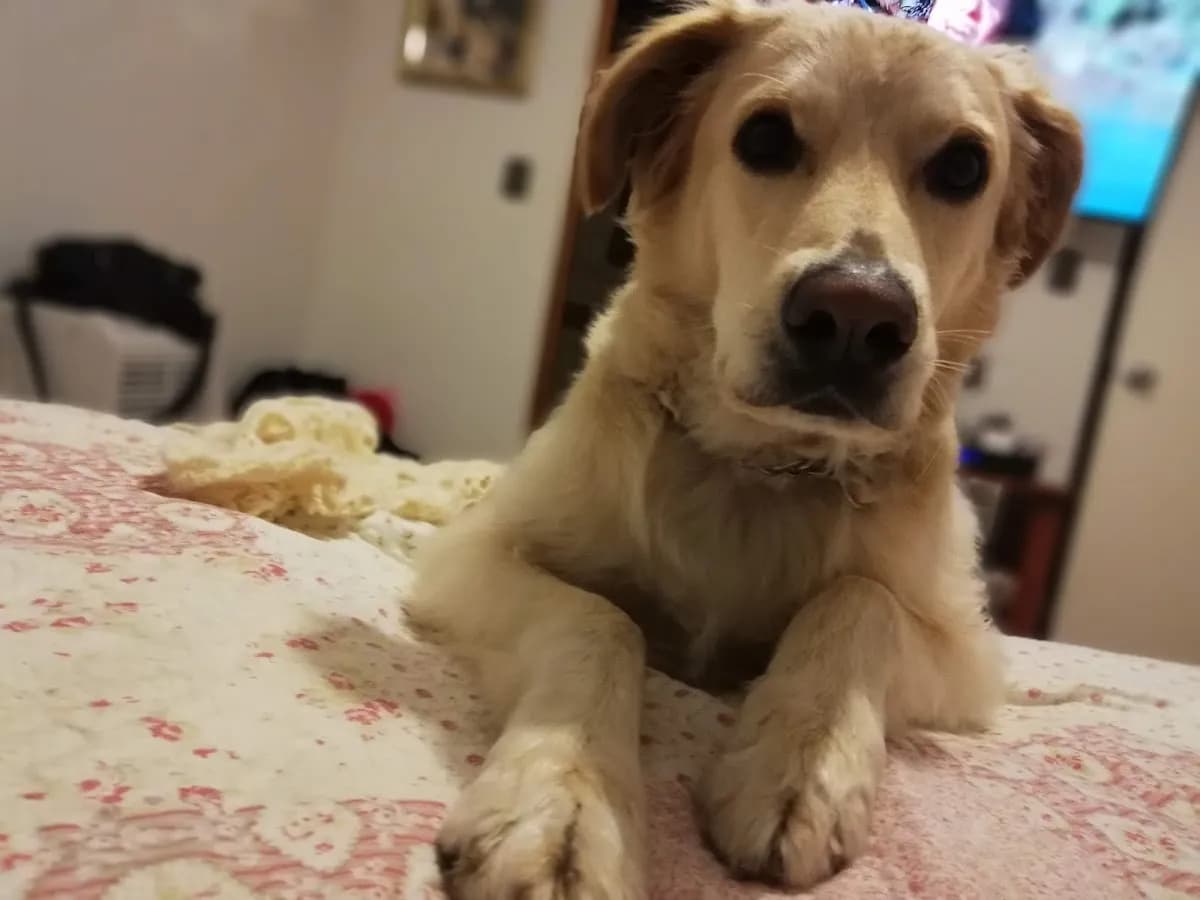 Best pets