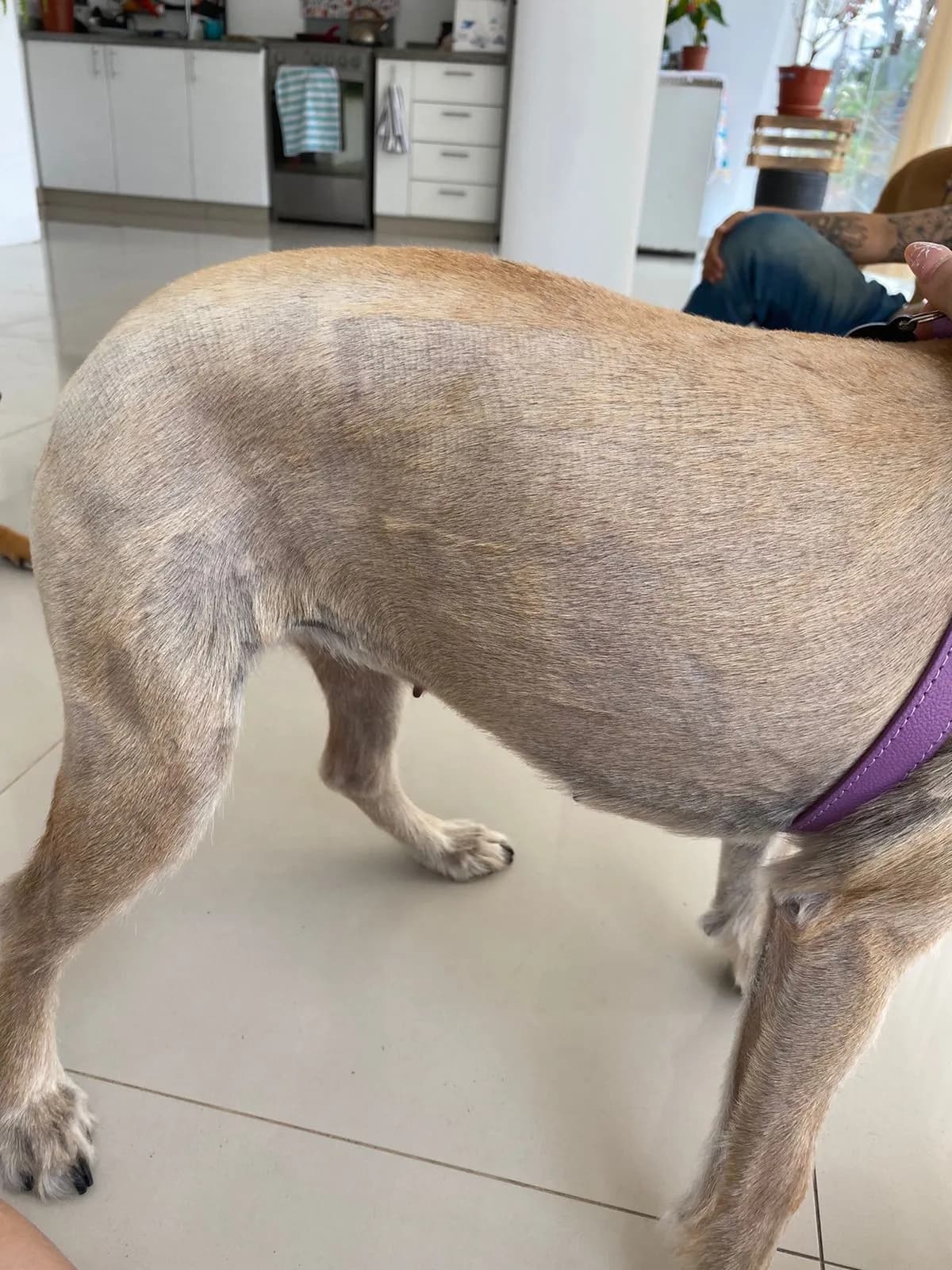 Veterinaria San Roque