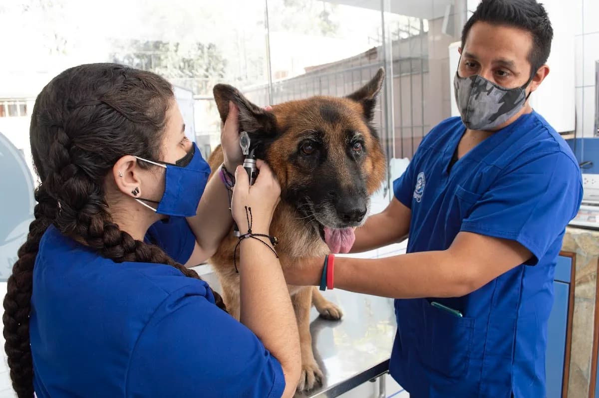 Veterinaria TotalPet