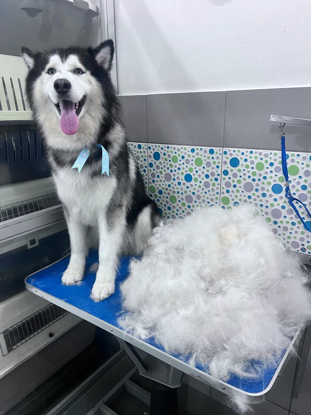 Veterinaria Groom Room