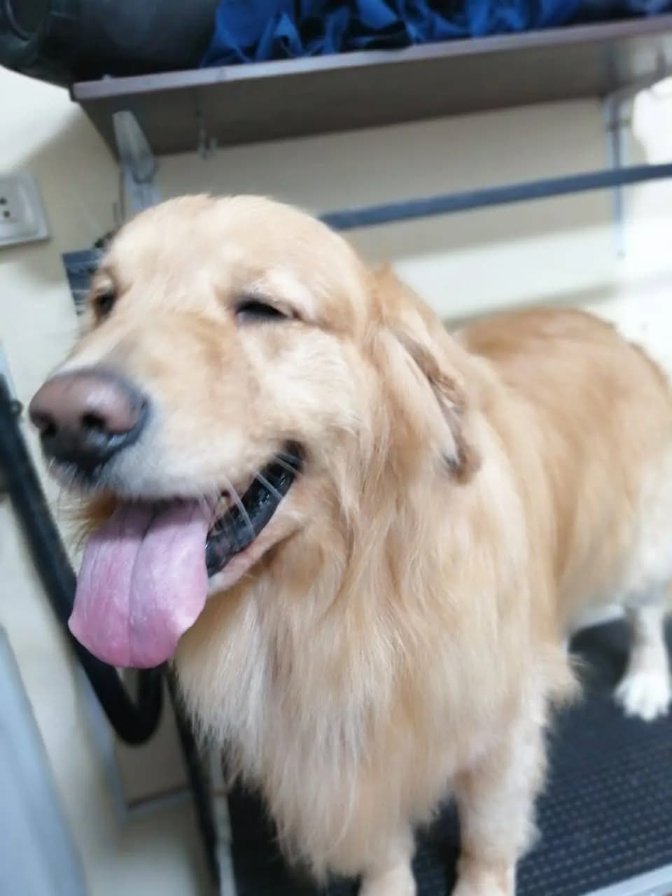 Pelu2 Veterinaria Spa