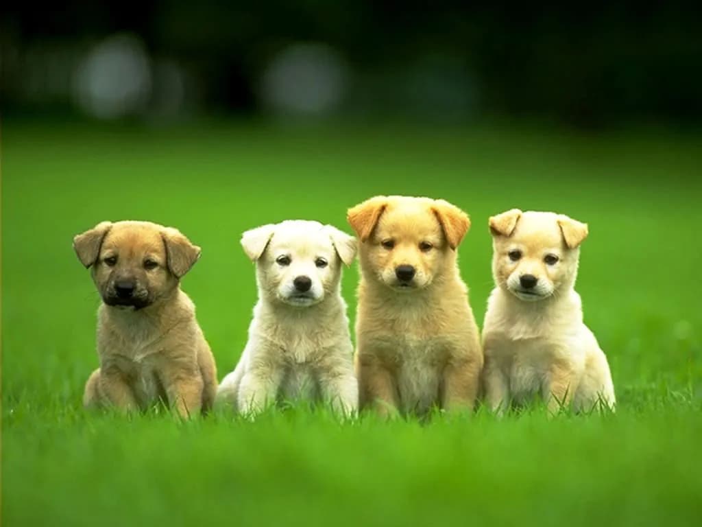Veterinaria FLORES