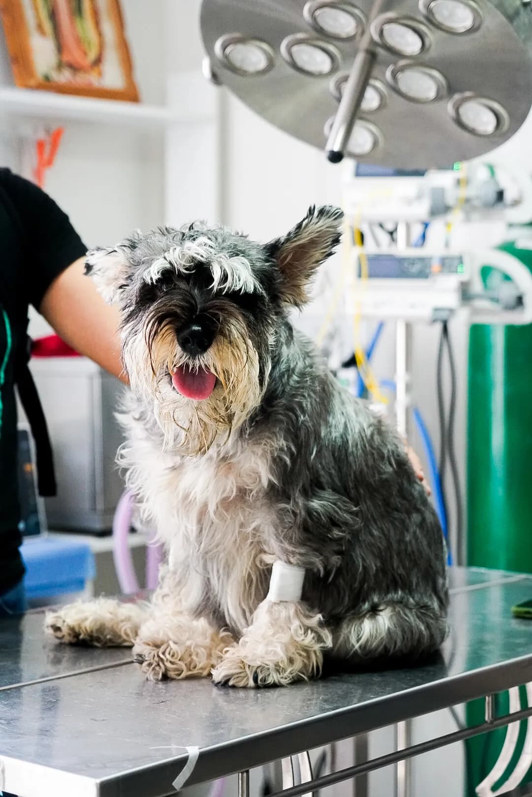 Mascovet