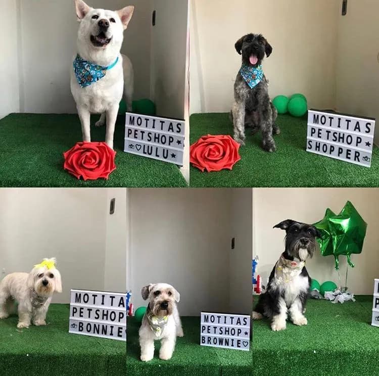 MOTITAS PetShop