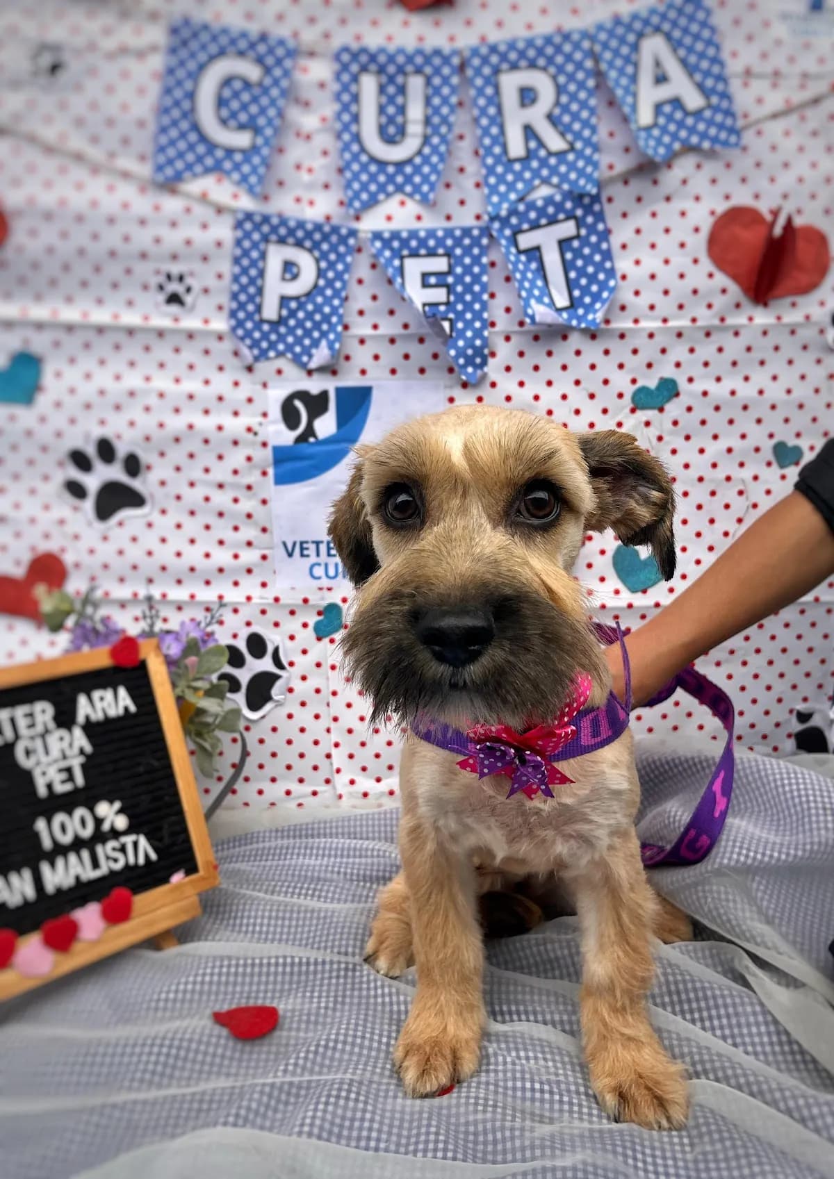 Veterinaria Cura Pet