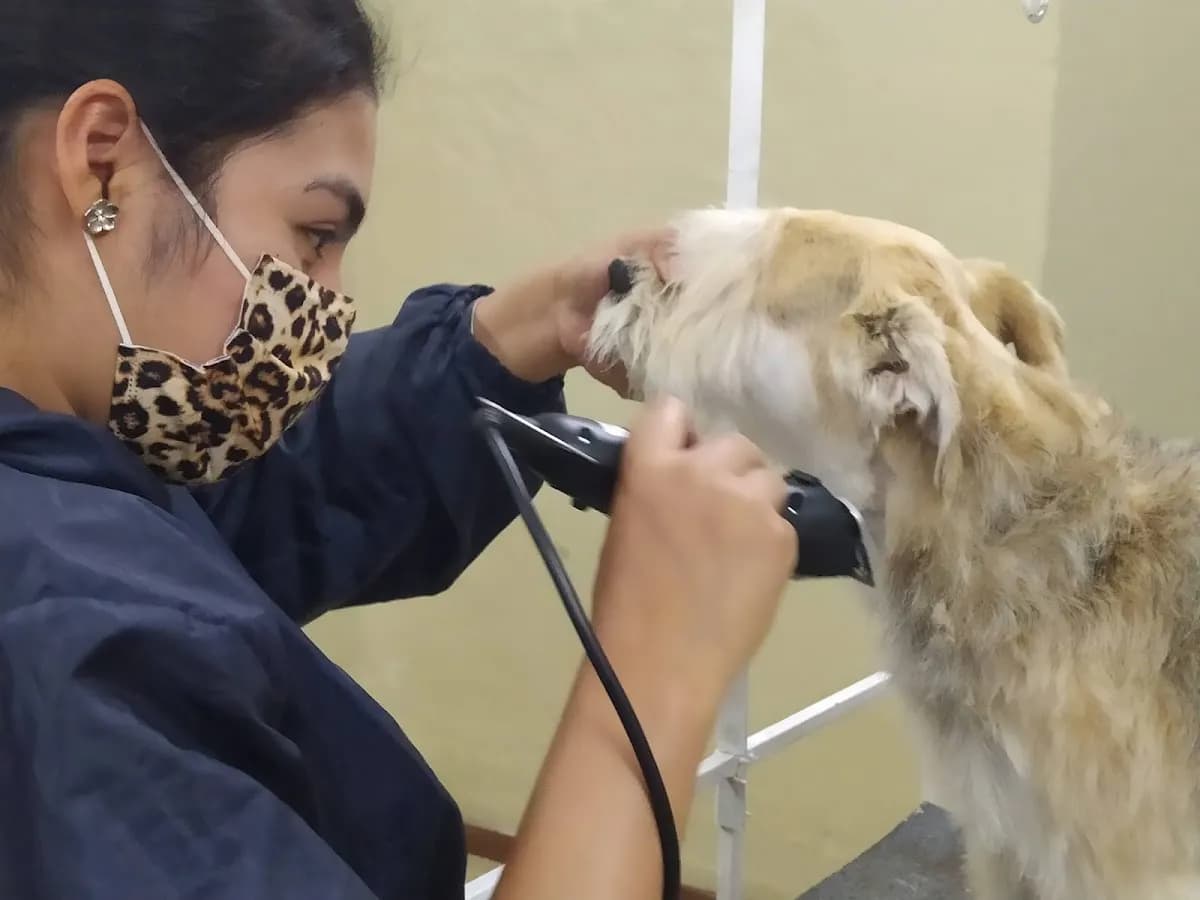 Veterinaria Green Dog