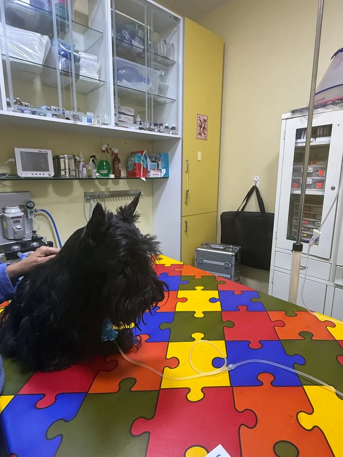 Veterinaria Vet team