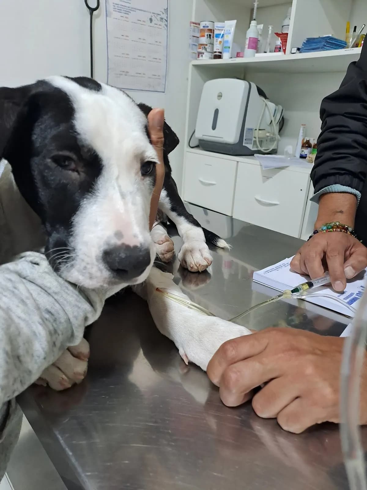 Pet Market Veterinaria