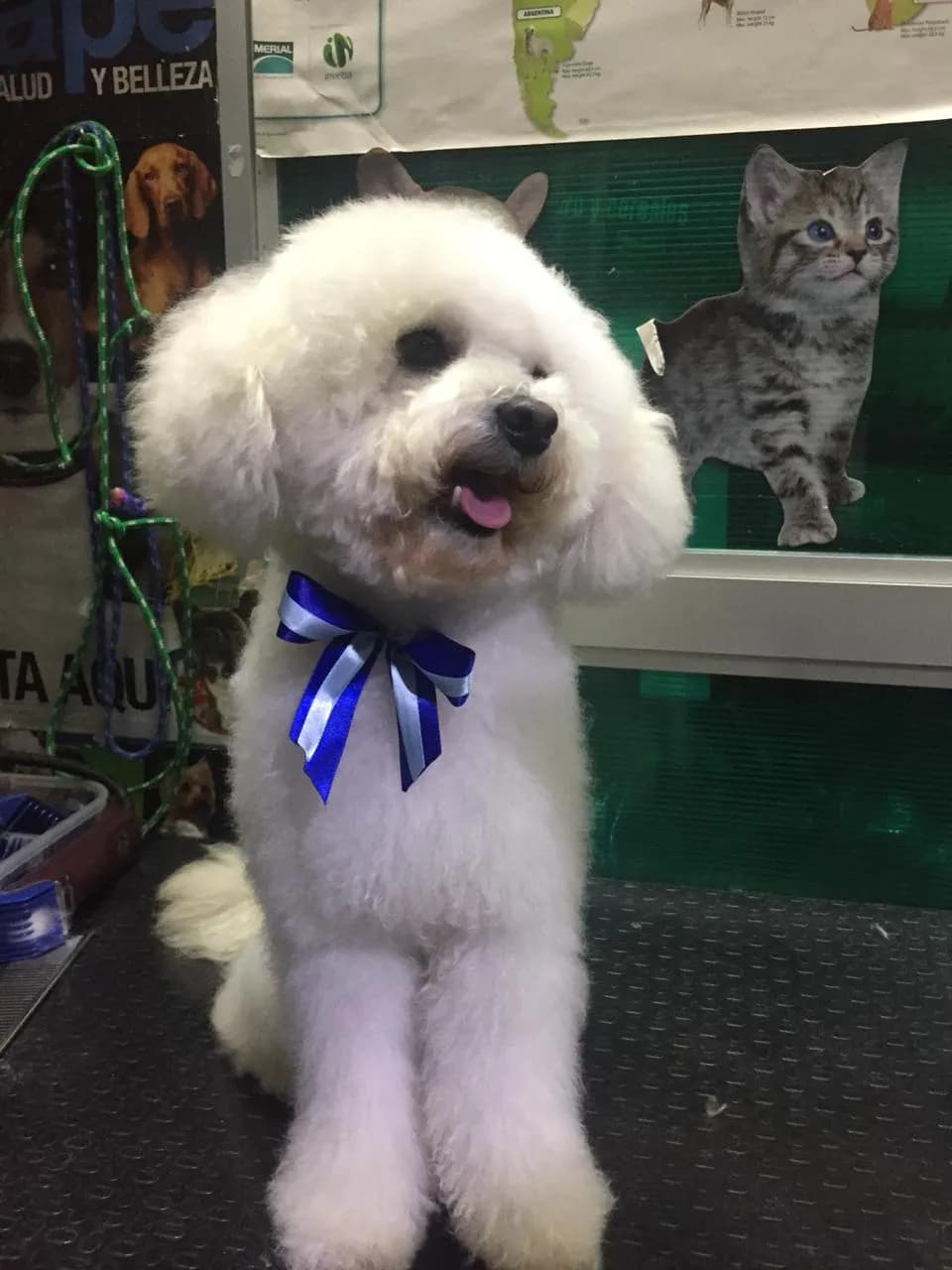 Pet Shop Dogs Lovers