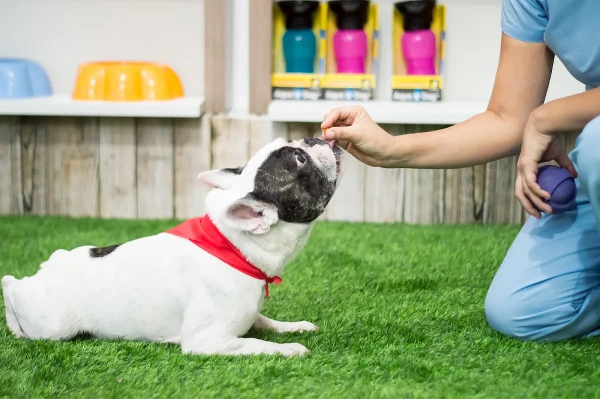 DermatoVet San Borja (Alergia Sarna Otitis Dermatitis Perro)