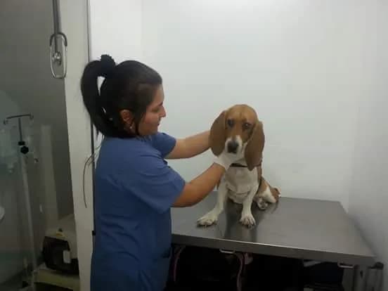 Clínica Veterinaria Blendavet