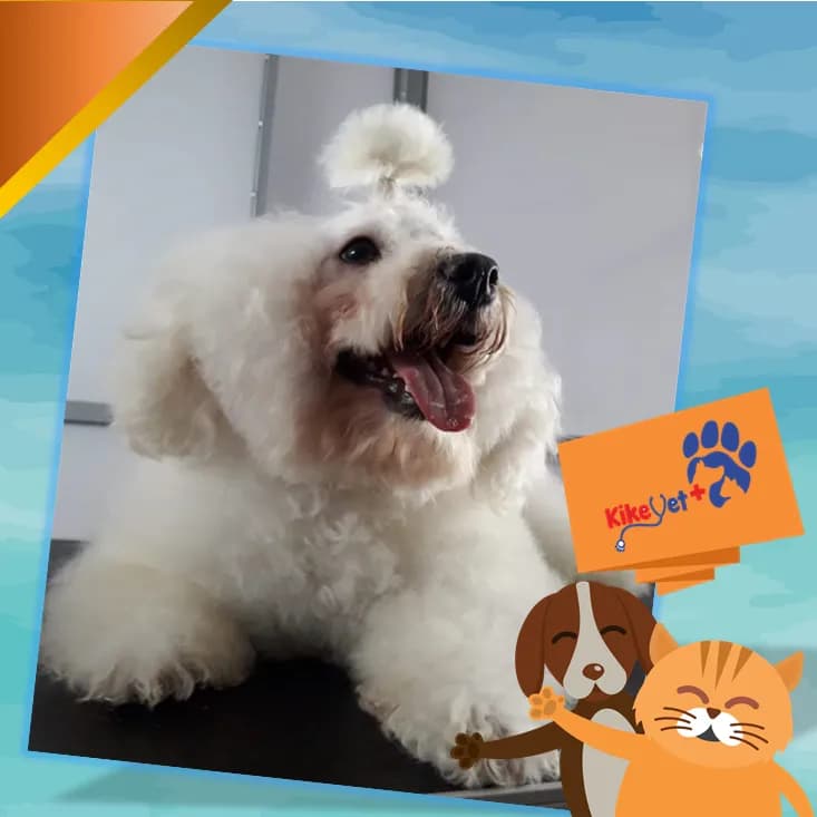 KikeVet Clínica & Spa Veterinario