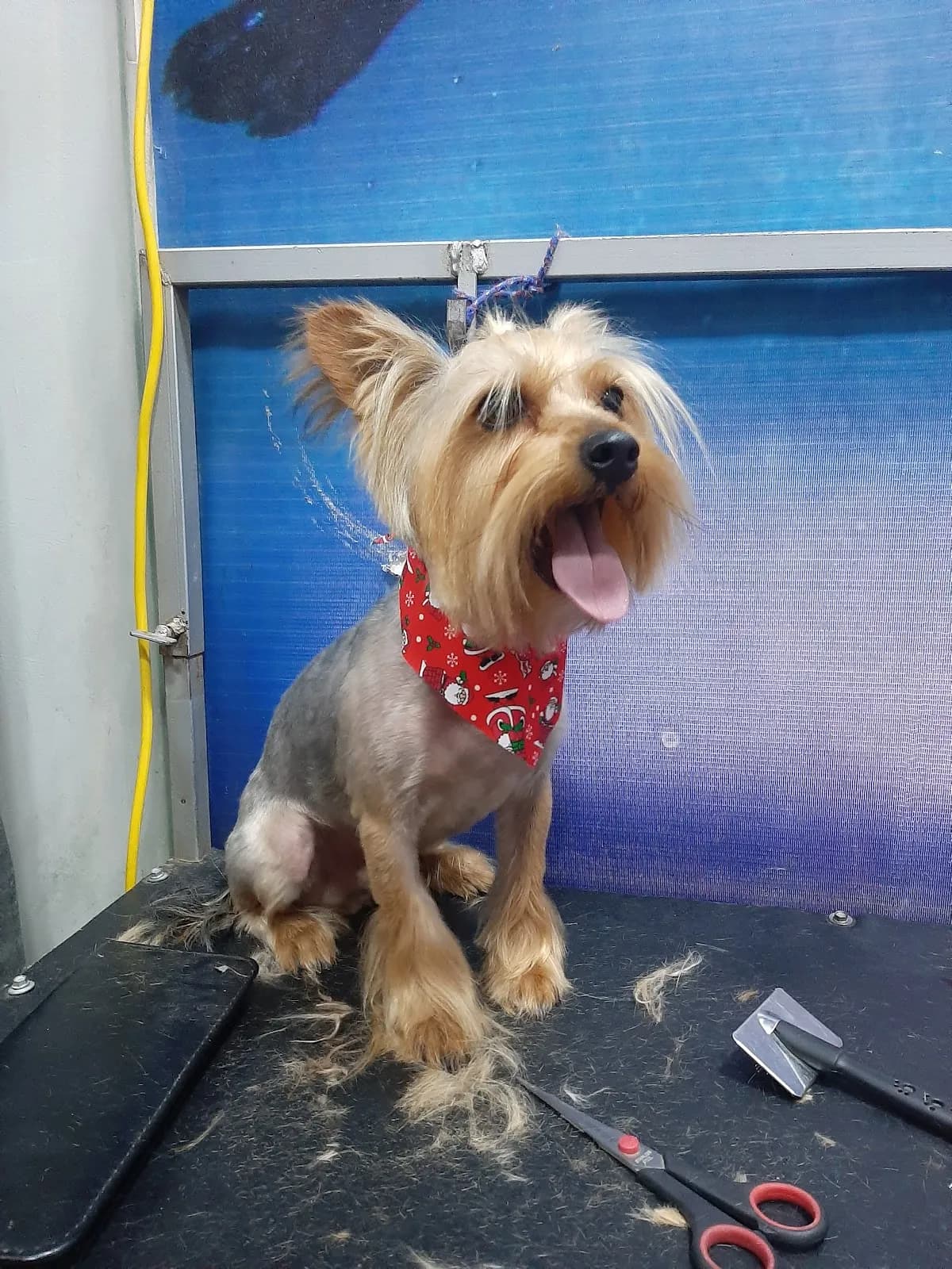 EngreiDog'S Centro Médico Veterinario