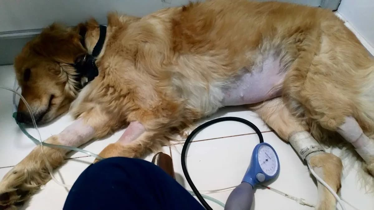 CIMVET - Veterinaria