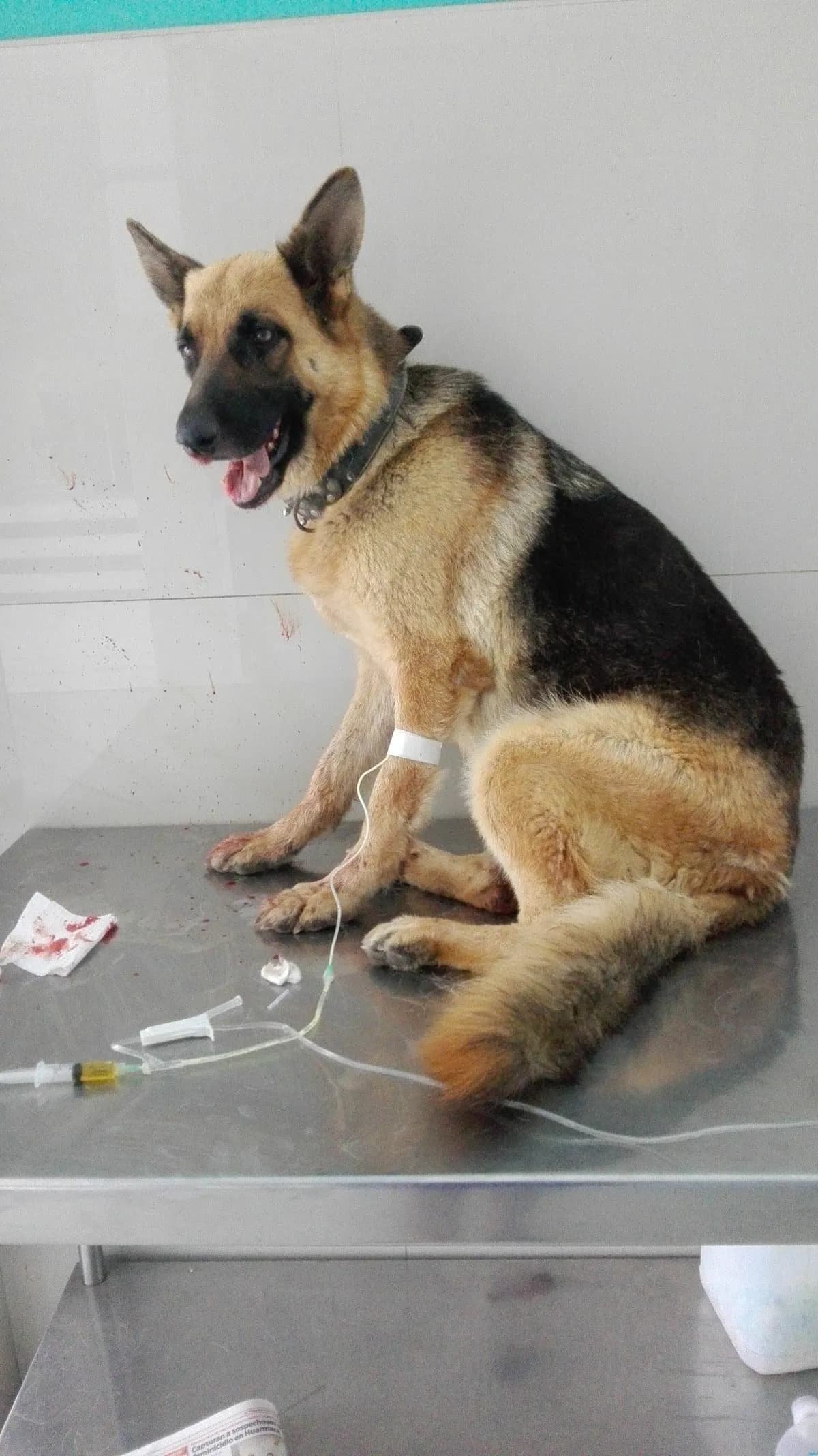 Hospital Veterinario - Mundo Animal