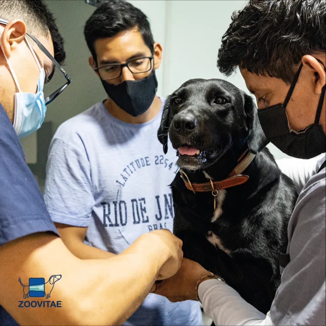 Clínica Veterinaria Zoovitae - Sede Talara