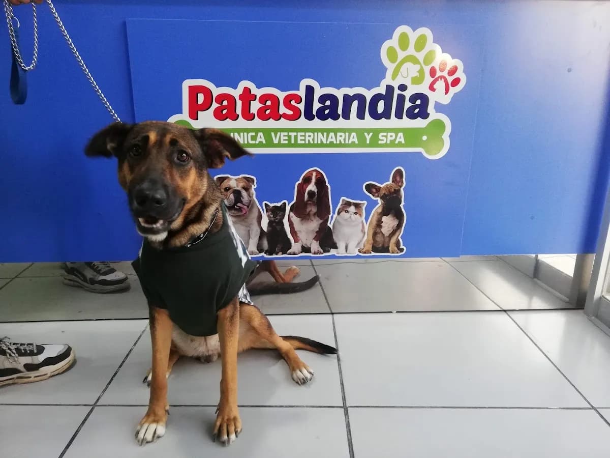 Clínica Veterinaria Pataslandia