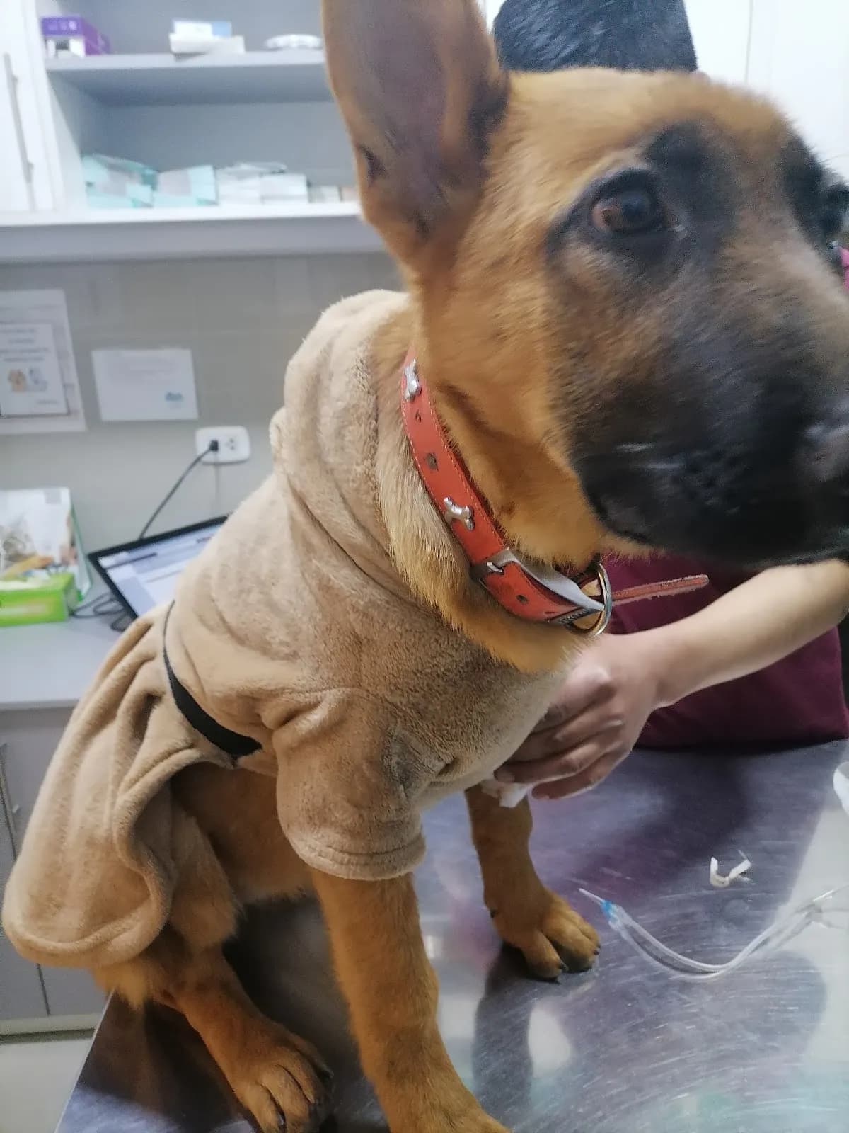 Lazzy Vet - Clínica Veterinaria Principal