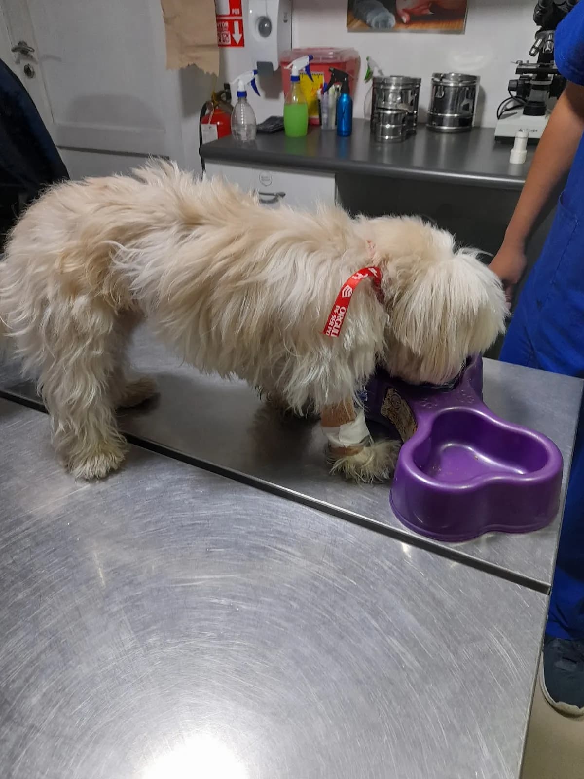 Clinica Veterinaria DogCat