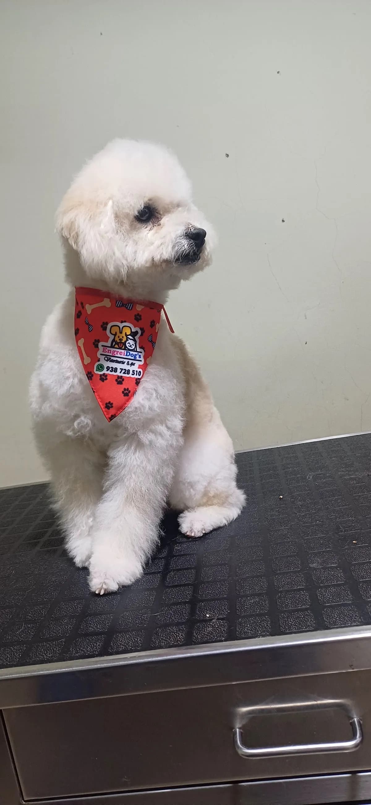 EngreiDog's Veterinaria & Spa - Lambayeque