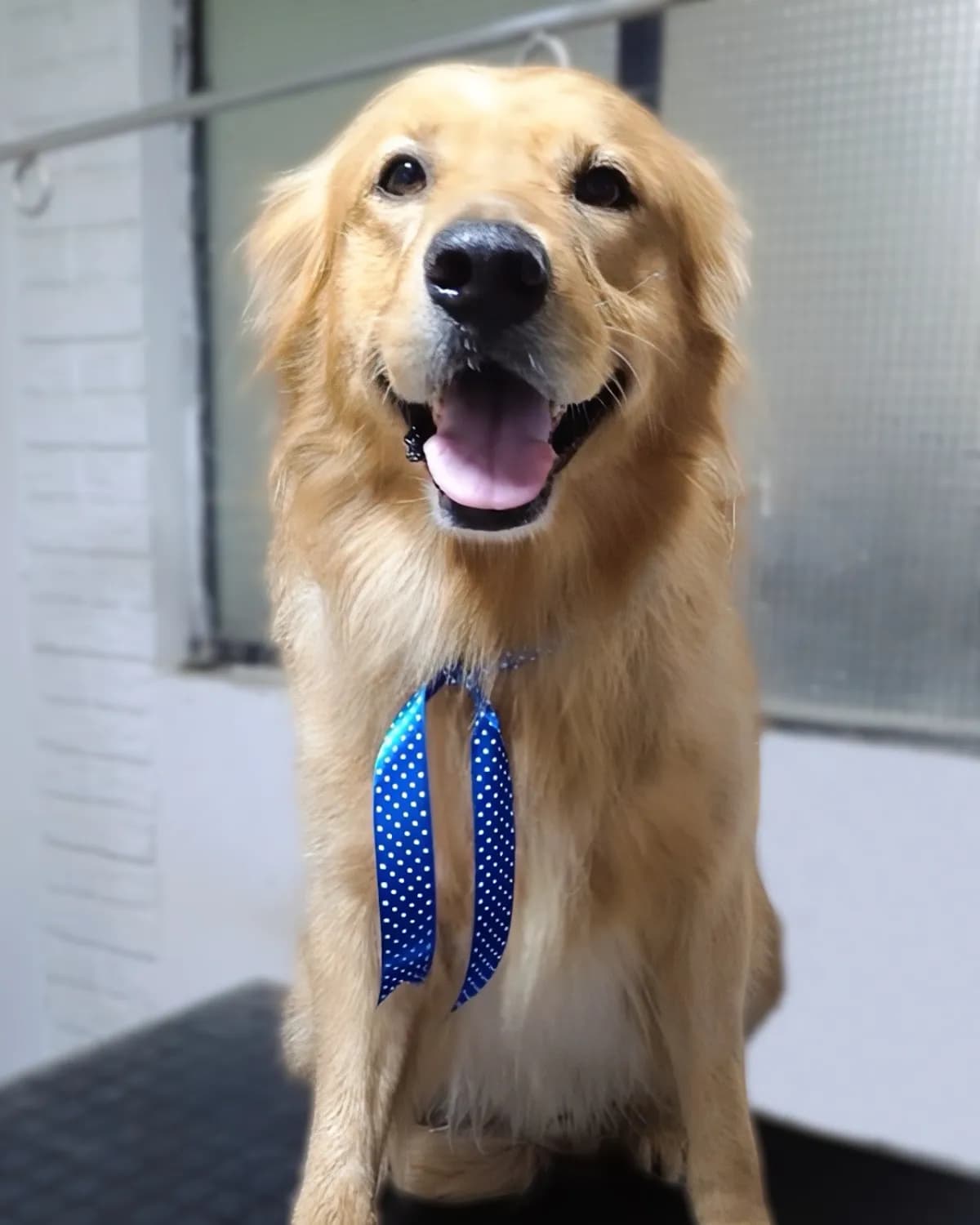 Clínica Veterinaria Gavet - San Antonio de Carabayllo