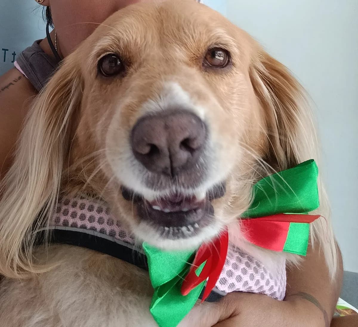 Pet Time Veterinaria - Chorrillos