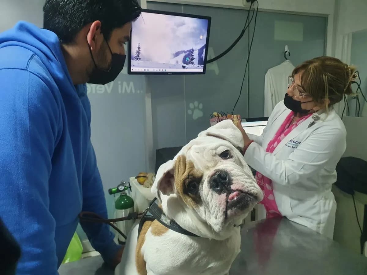 Clínica Veterinaria Aristocat Sede Los Olivos