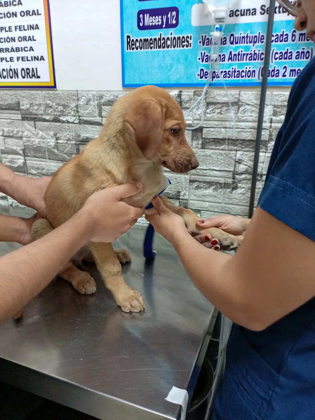 Clínica Veterinaria Galindo
