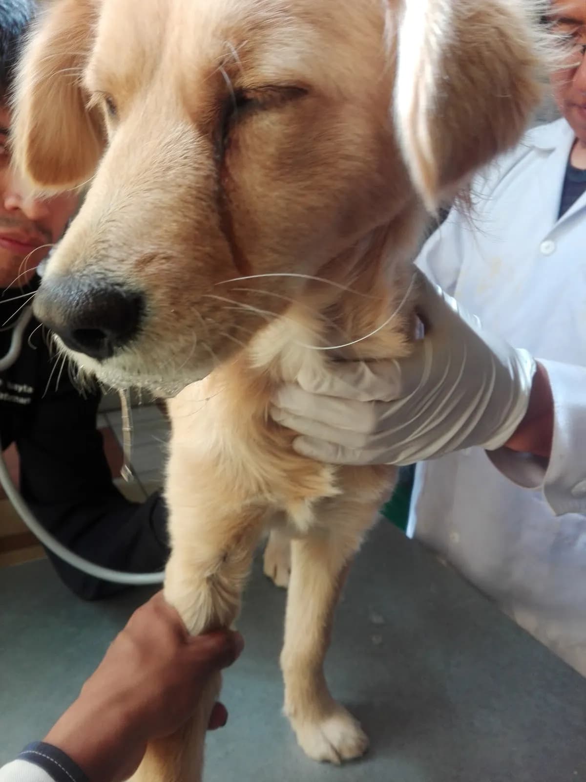 CLINICA VETERINARIA LINKAO
