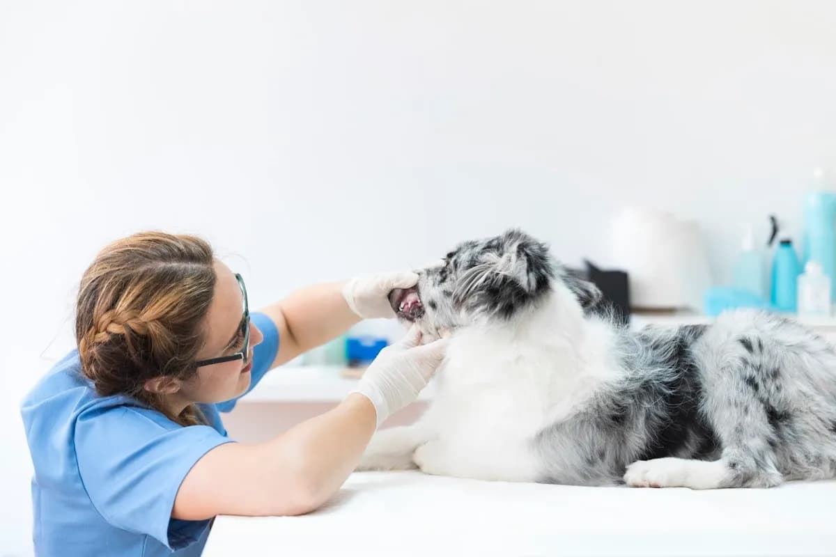 CLINICA VETERINARIA HOP