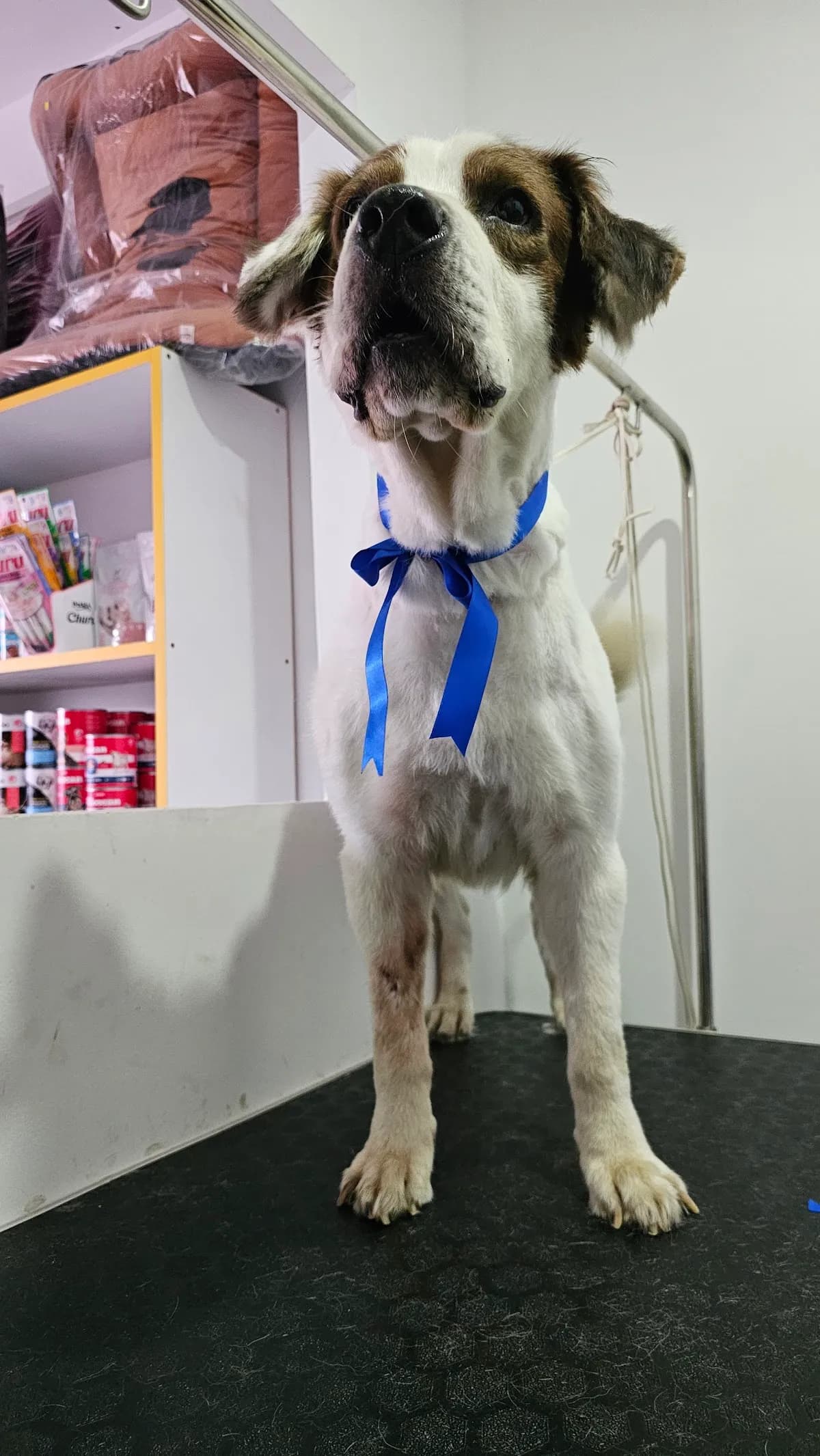 Mr. Sabueso Veterinaria y Spa