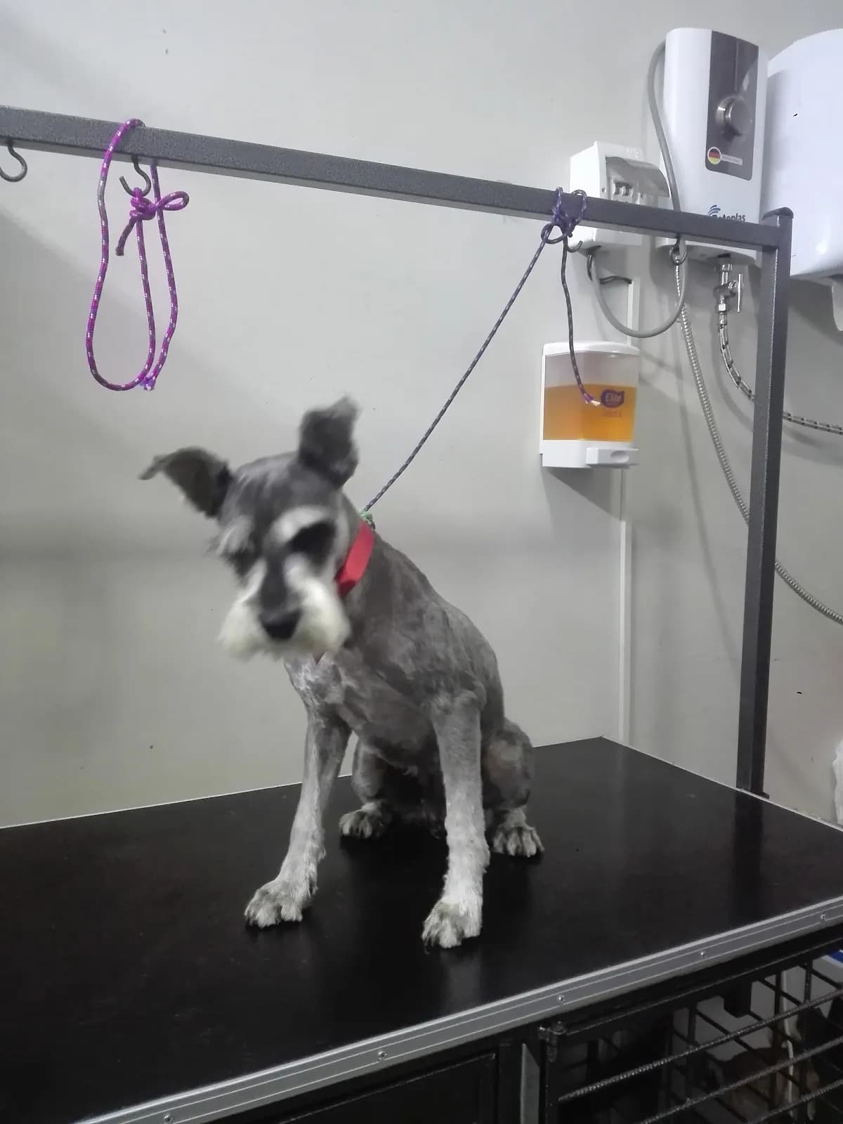 HOSPITAL VETERINARIO GOLDEN VET PERÚ
