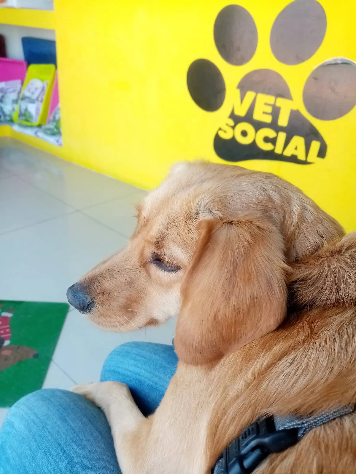 VET SOCIAL-Clínica Veterinaria-Asoc. Villa las Canteras