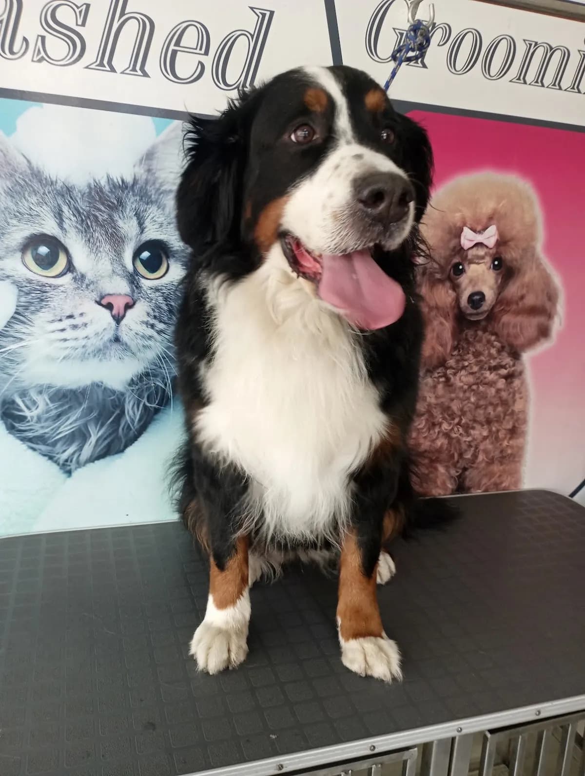Clinica Veterinaria Vida Animal