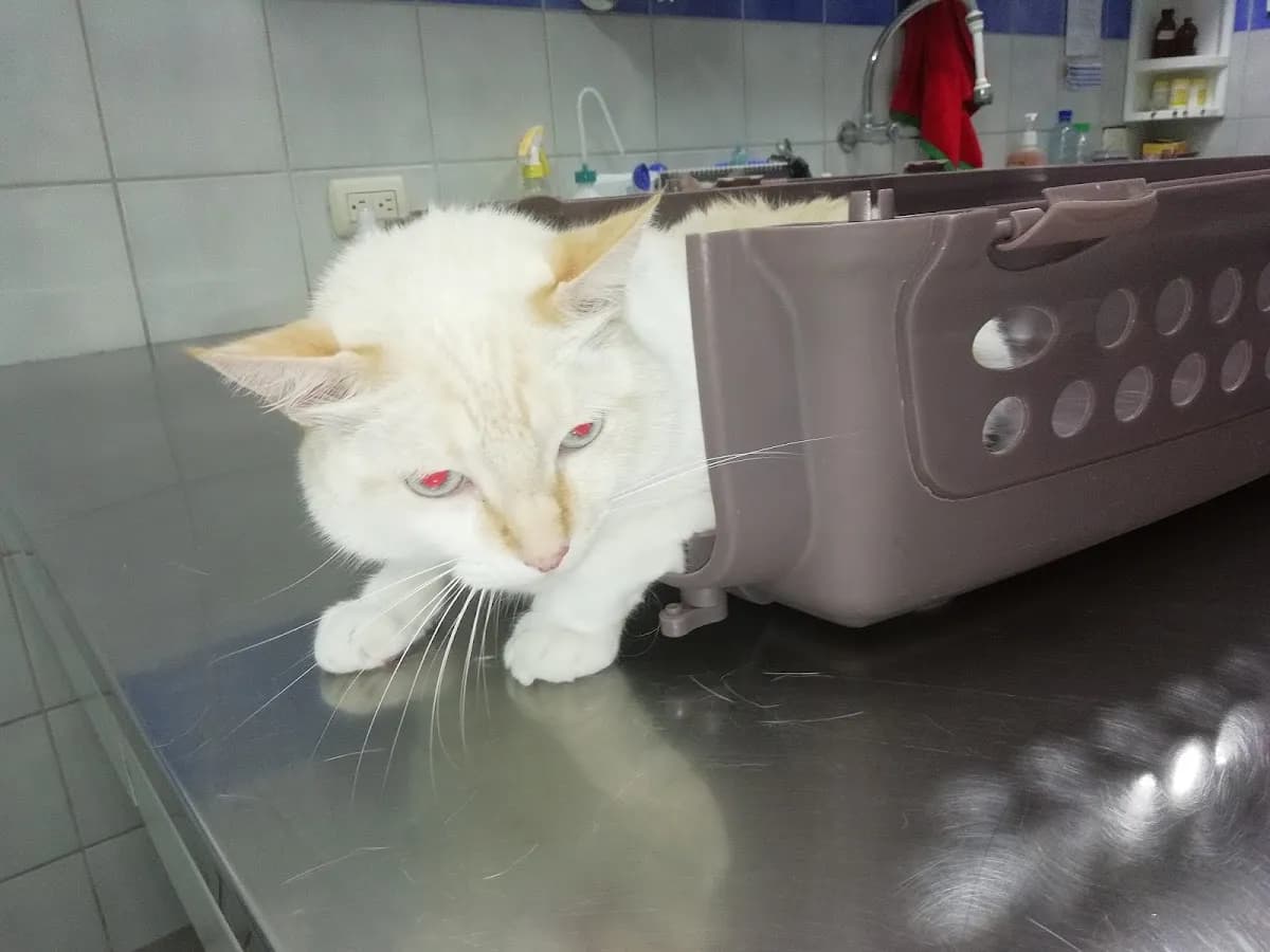 Consultorio Veterinario Rubio