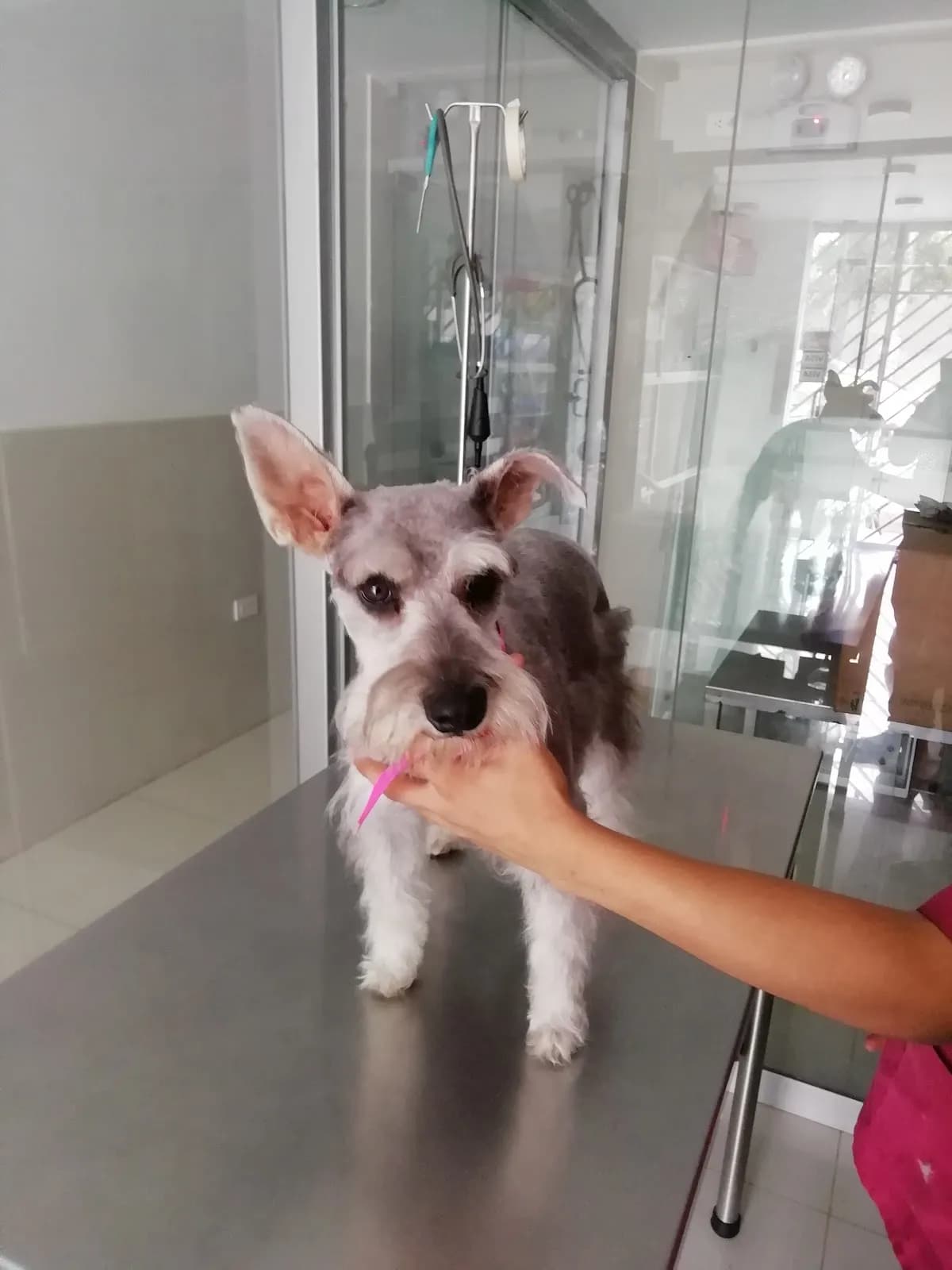 CLINICA VETERINARIA BRAVOS