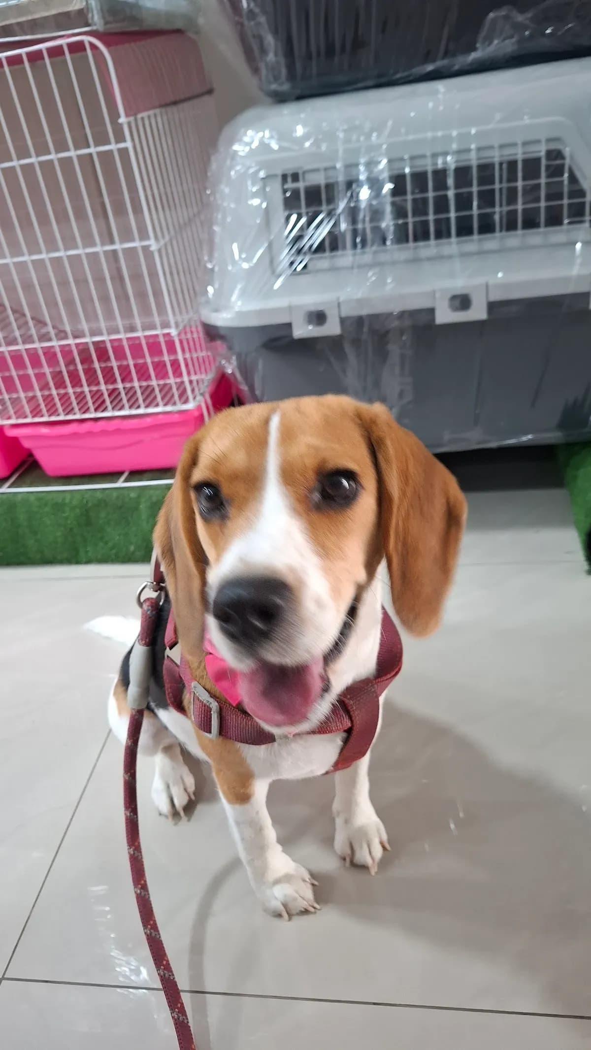 ELDUKEDECAN Veterinaria Sede Mansiche