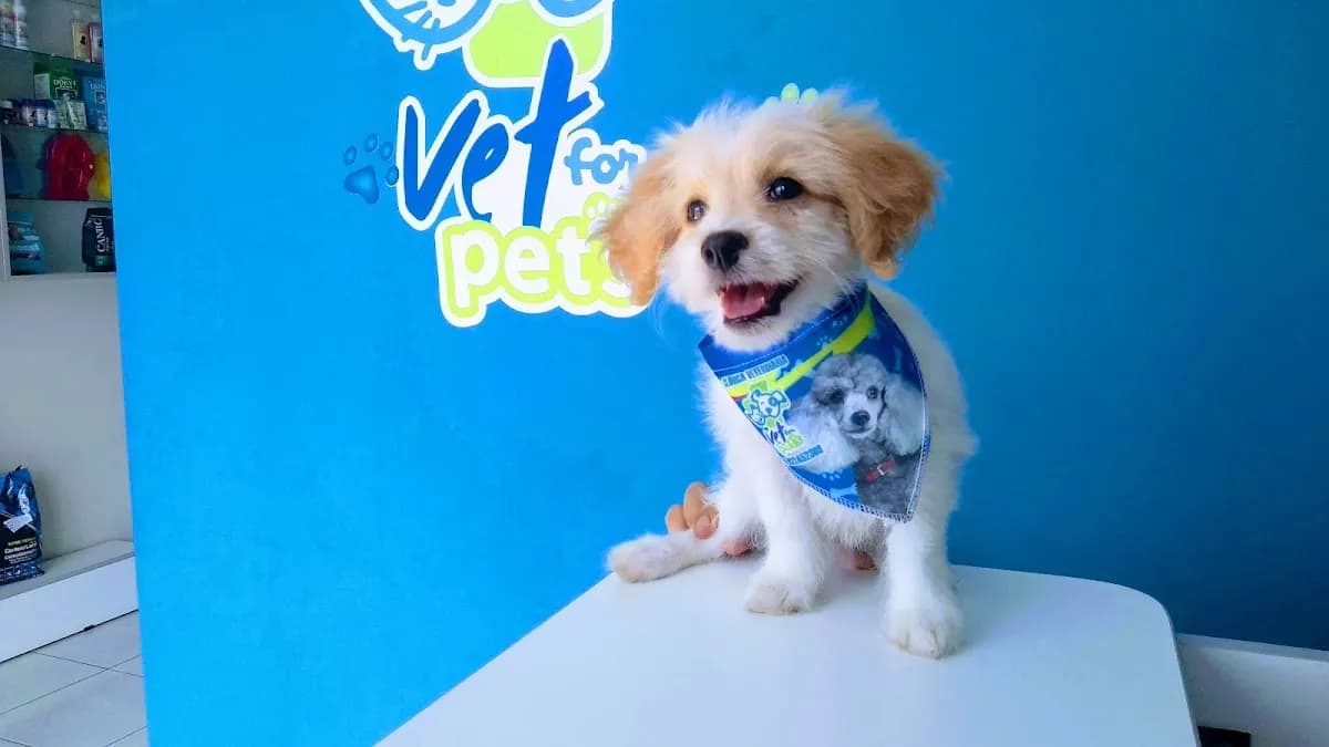 Veterinaria Vet for Pets