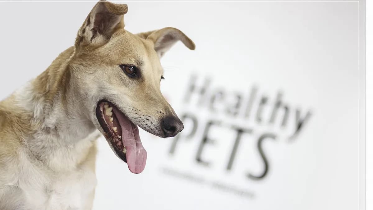 Veterinaria Healthy Pets