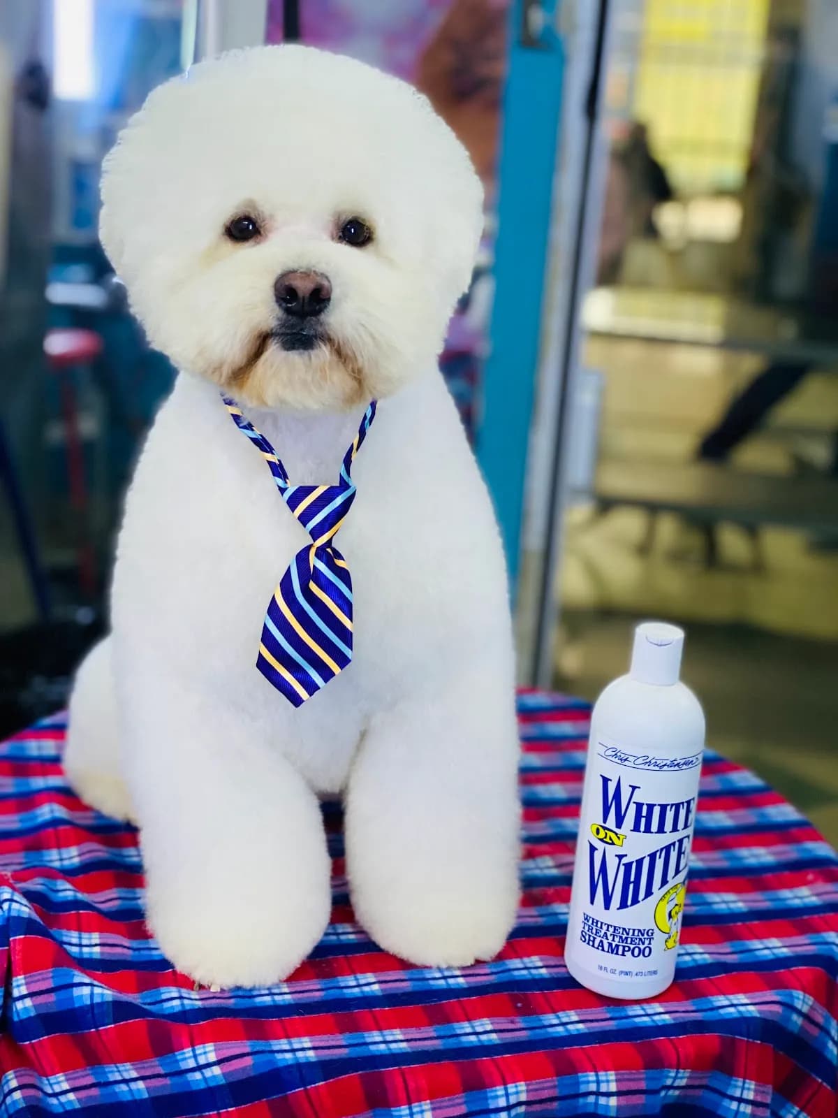 Animals Vet & spa