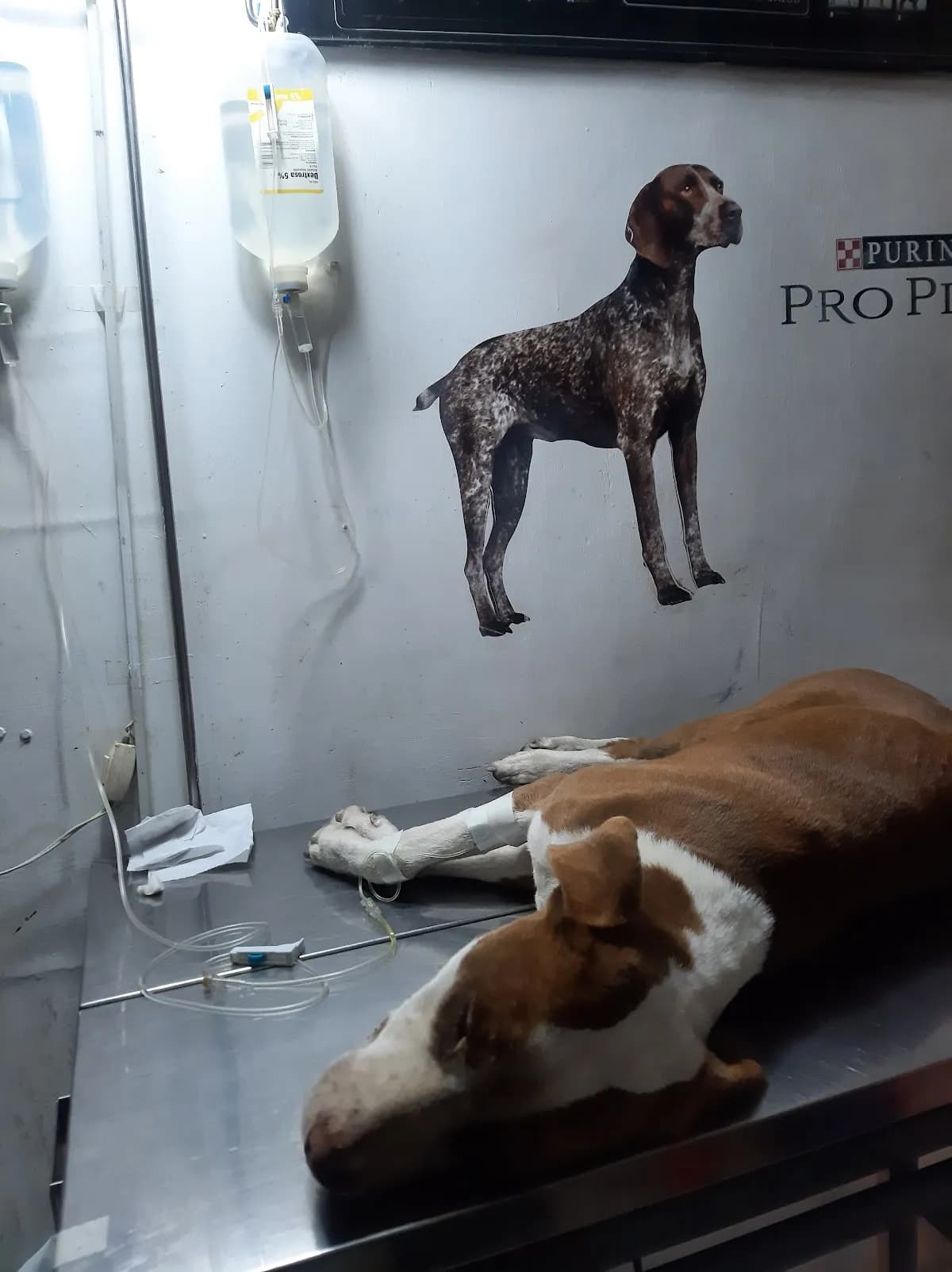 Veterinaria Supermascotas Pet Shop