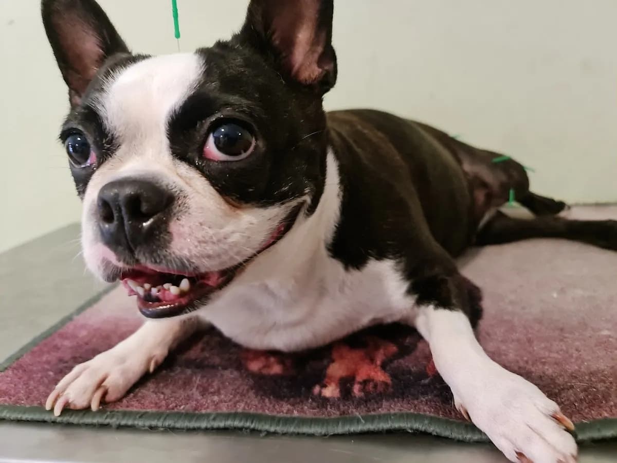 SOCIALVET Veterinarios Especialistas | Surquillo