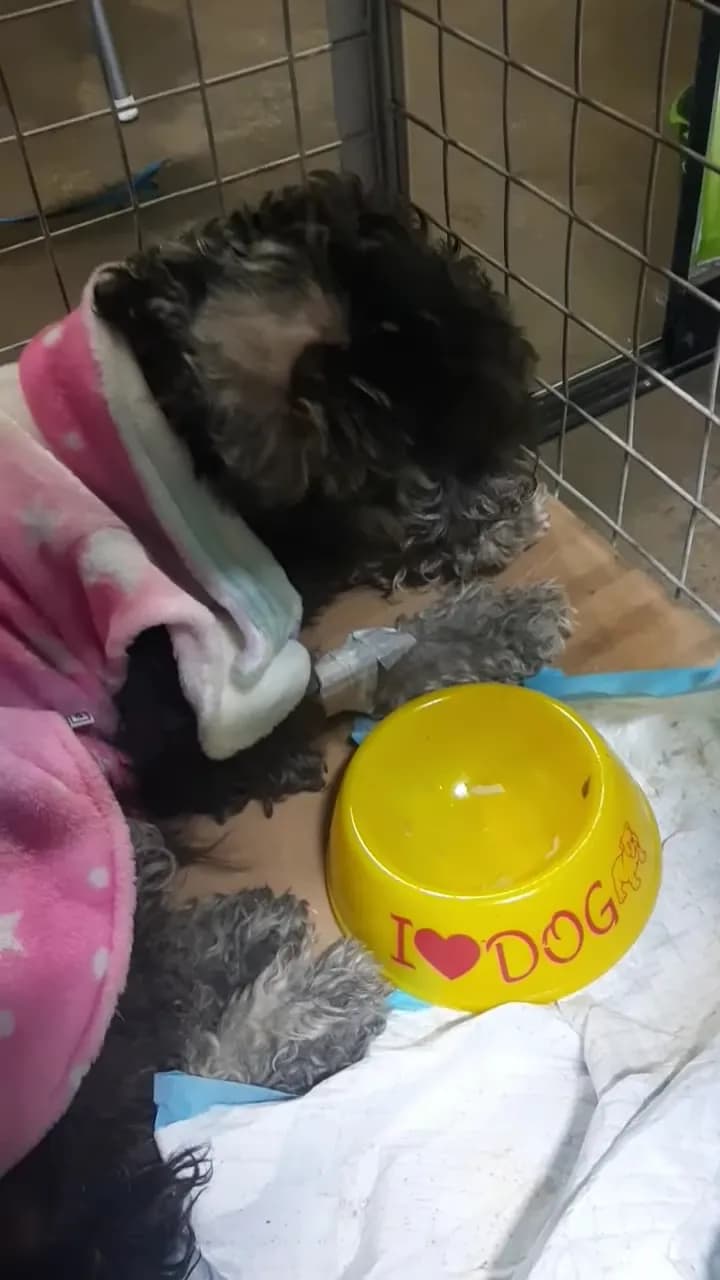 Posta Veterinaria Sanubi 🐾