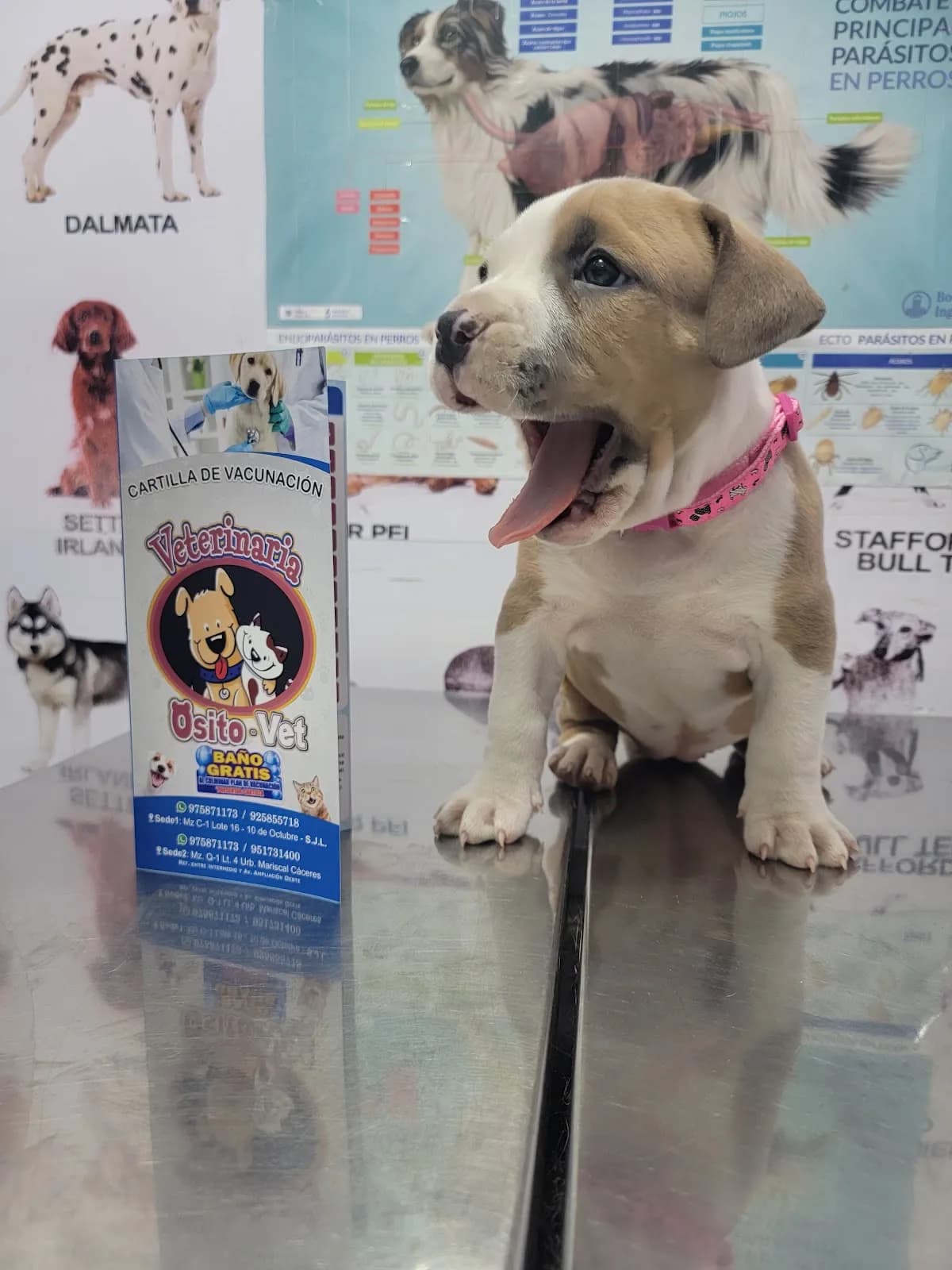 Centro Veterinario OsitoVet